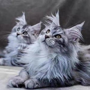 缅因猫幼猫纯种活物宠物猫咪巨型赛级烟灰长毛猫幼崽