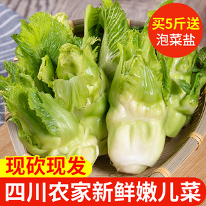 四川蔬菜儿菜新鲜儿子菜纯儿仔菜鲜嫩泡菜用农家儿菜5斤送泡菜盐
