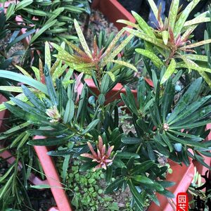 日本lc四季红罗汉松 小叶海岛红芽罗汉松树苗名贵树种盆景