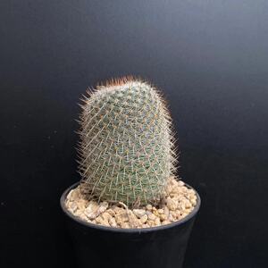 希望丸仙人球实生仙人掌科乳突球属植物开花盆栽多肉植物稀有品种