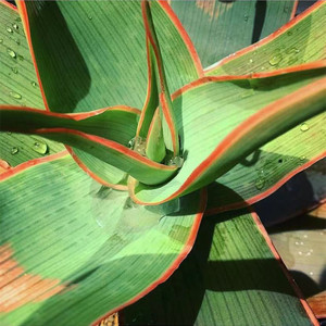 银芳锦芦荟稀有品种多肉植物盆栽室内花卉大型aloe阳台绿植桌面花
