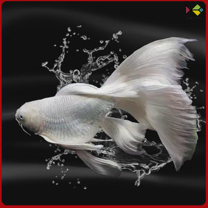 台湾蝴蝶鲤活体纯种冷水观赏鱼球体短身贵妃大鳍大尾白金龙凤锦鲤