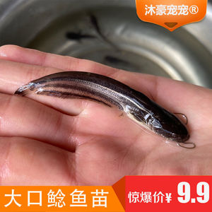 大口鲶鱼苗凶猛鱼苗土鲶鱼包活淡水鱼苗水库专用清理杂鱼大型鱼苗