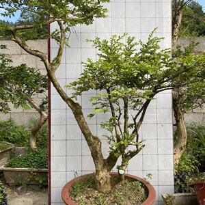 小叶黄杨熟桩瓜子黄p杨树苗瓜子黄杨盆景独杆高杆黄杨苗盆栽盆