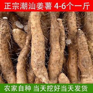 姜薯 新鲜姜薯潮汕特产大溪姜茨现挖农家自种甜品清爽滑口2斤