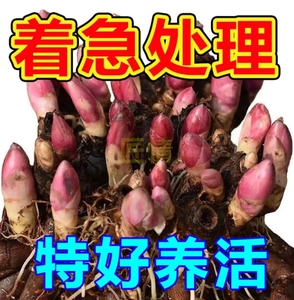 芍药花苗重瓣带芽大根块四季开花多年生阳台庭院浓香观花盆栽耐寒