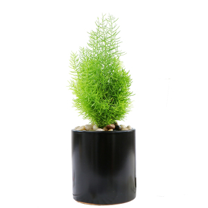 绒松盆栽室内办公室四季长青净化空气办公桌绿植植物盆景包邮阿顺