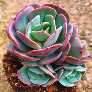 【蓝粉台阁多肉】蓝粉台阁多肉品牌,价格 - 阿里巴巴