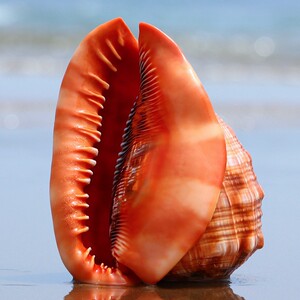 四大名螺万宝螺天然海螺贝壳家居地台装饰品摆件鱼缸造景大海螺