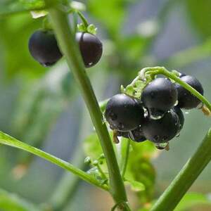 tt野生新鲜龙葵果干品中药材天茄子野葡萄黑星星野海椒黑天天黑黝