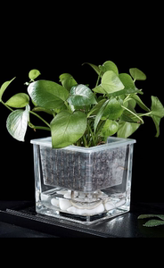 水培器皿玻璃花盆方形白掌吊兰铜钱草绿萝水养植物透明创意容器瓶