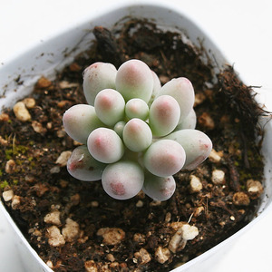 婴儿手指多肉植物多头群生大颗老桩绿j植花卉含盆带土盆栽