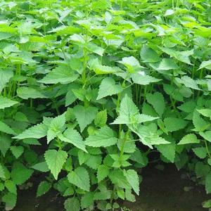 藿香种子 暑霍正气食用香草解种籽 四季种室香内播1阳台盆栽
