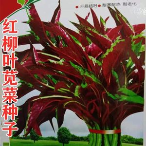 红柳叶苋菜种子红圆叶尖叶旱菜抗热耐涝尖叶苋菜野菜四季易播种籽