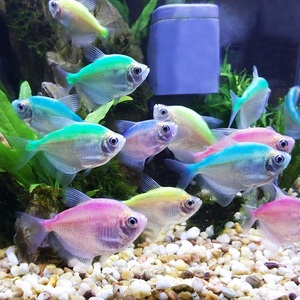 【小的活带鱼】小的活带鱼品牌,价格 - 阿里巴巴