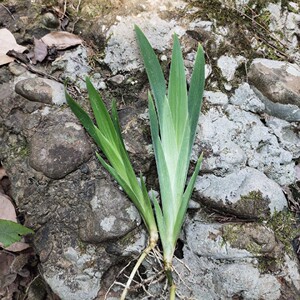 自挖扁竹兰鸢尾花苗扁竹根扁担草易养盆栽繁殖快20苗包邮大量优惠