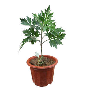 食用艾草苗野生新鲜青团青粿糯米艾糍煲汤n红杆小叶艾蒿艾叶种苗