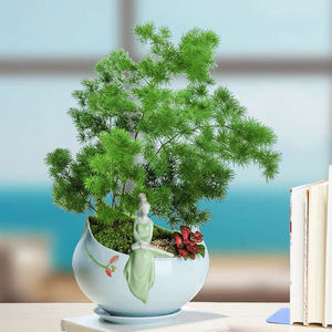 蓬莱松盆栽室内客厅桌面四季常青招财进宝旺财植物送礼植物盆景花