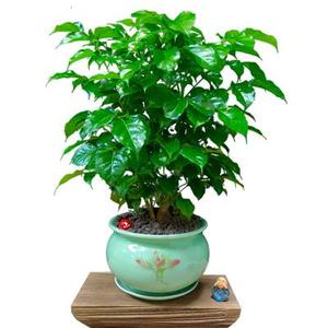 k幸常植盆栽绿宝办公p室室内客厅大型绿树盆景好养花卉植物四季福