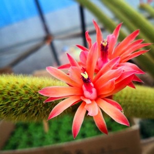 高档多肉植物仙金仙黄金条钮人指开花仙人球肉p肉花黄人掌小盆ins