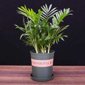 袖珍椰子盆栽室内办公室绿植吸甲醛净化空气大盆椰子树植物花卉