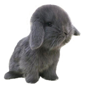 tb3185193402淘宝日本tu纯种垂耳兔荷兰兔短毛金吉拉喜马拉雅 活体