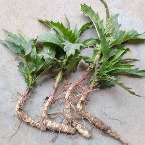 现挖带根地参泽兰根地笋银条菜巨型地参虫草参地蚕子种苗10-30株