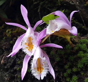 云南边境土特产 秋花独蒜兰100克