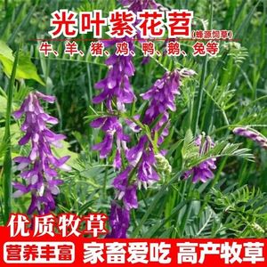 果园绿肥种子毛叶紫花苕长柔箭石豌豆毛苕子养蜂蜜源植物四季牧草