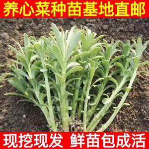 鸣儿鸣儿淘宝新鲜食用养心菜救心菜高钙菜费菜