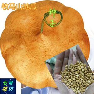 地瓜种子大果凉薯水果蔬菜种籽四川牧马山沙葛土瓜凉瓜盆栽四季播