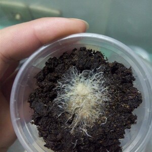 白线虫格林达尔蠕虫醋q虫汽水微虫活体饲料高蛋白斗鱼金鱼小鱼开