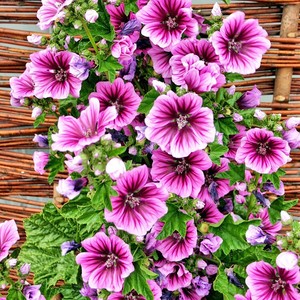 香草籽马落葵种子马洛葵锦葵阳台庭院都可播种四季可播