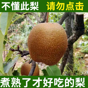 精选优质铁皮梨红梨老树煮着吃 清甜硬梨老品种沙梨新鲜 水果铁梨