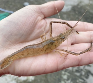 河虾长臂虾黑壳虾水族宠物活体鱼缸清洁观赏虾淡水冷水除藻中华虾