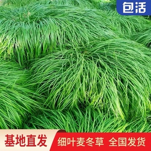 细叶麦冬草庭院绿化耐阴耐寒观赏草坪植物沿阶草四季常青玉龙草