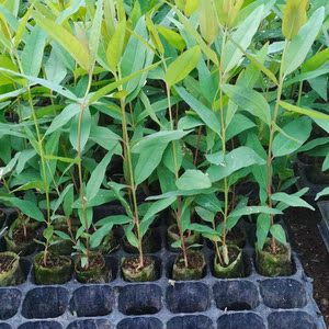 桉树苗 新品种 k3 生长 快 的 速生 桉树 k3