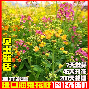 彩色油菜花种子七彩油菜籽耐寒室外庭院景观花海花草种籽高产户外