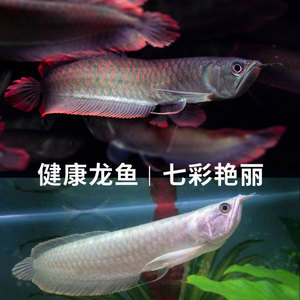 活体淡水带鱼苗-淘宝拼多多热销活体淡水带鱼苗货源拿货 阿里巴巴货