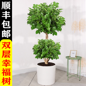 00植匠旗舰店天猫植匠绿宝幸福树造型室内高杆大型盆栽办公室客厅吸