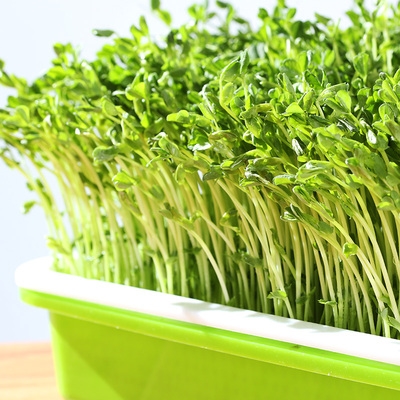 豌豆苗种植盘豆芽菜育苗芽苗菜架豆芽发芽盆家用无土栽z培水培蔬