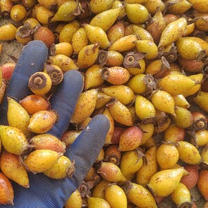 金樱子野生新鲜现摘