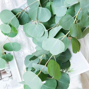 【圆叶尤加利鲜花昆明】圆叶尤加利鲜花昆明品牌,价格 - 阿里巴巴