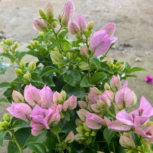 三角梅巴西紫浅紫爬藤四季开花阳台庭院美观自然清新