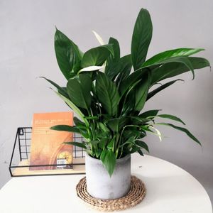 高档水培白掌 一帆风顺盆景花卉园艺桌面小盆栽绿植植物