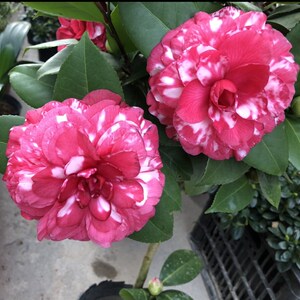 贝拉纯色阳台绿植一般q含盆庭院复色青叶山茶花苞带盆栽茶花客厅