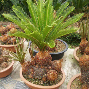 多头铁树盆景子母组合盆栽小型原生小h苗室内客厅办公桌面绿色植