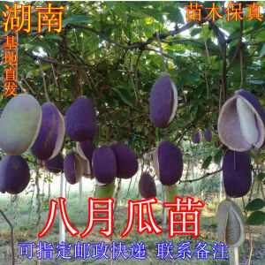 八月瓜苗 八月瓜九月黄苗 野香蕉 黑老虎苗 八月炸黄金蕉特色苗