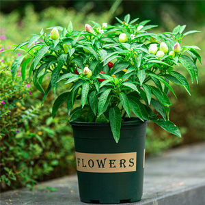 新园艺五彩辣椒盆栽可食用带果五色辣椒观赏阳台植物多年生绿植花