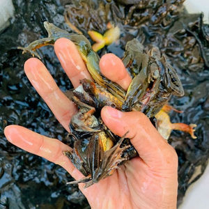 东北林蛙蛤蟆长白山特产雪蛤林蛙活体鲜活母豹子规格齐全顺丰包邮